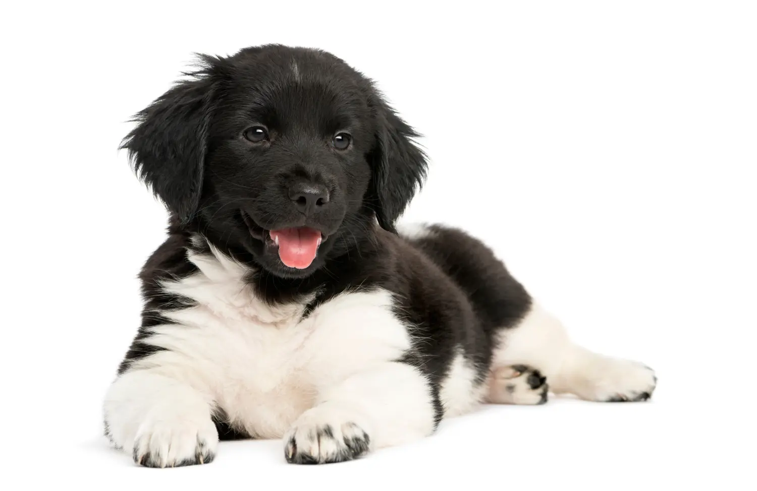 Buying a Stabij puppy means taking responsibility! Buy Stabij puppies.