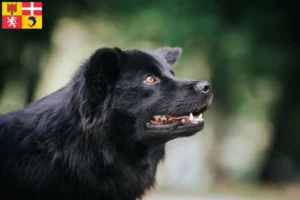 Read more about the article Swedish Lapphund breeders and puppies in Auvergne-Rhône-Alpes