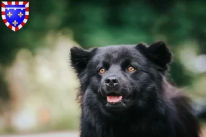 Read more about the article Swedish Lapphund breeder and puppies in Centre-Val de Loire