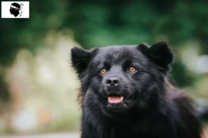 Read more about the article Swedish Lapphund breeder and puppies in Corsica