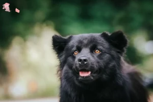 Read more about the article Swedish Lapphund breeder and puppies in Hovedstaden