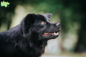 Read more about the article Swedish Lapphund breeder and puppies in Midtjylland