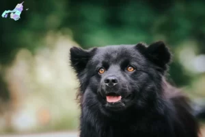 Read more about the article Swedish Lapphund breeder and puppies in Nordjylland
