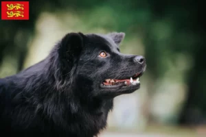 Read more about the article Swedish Lapphund breeder and puppies in Normandy