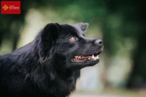 Read more about the article Swedish Lapphund breeder and puppies in Occitania