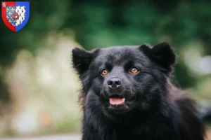 Read more about the article Swedish Lapphund breeder and puppies in Pays de la Loire
