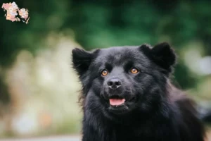 Read more about the article Swedish Lapphund breeder and puppies in Syddanmark