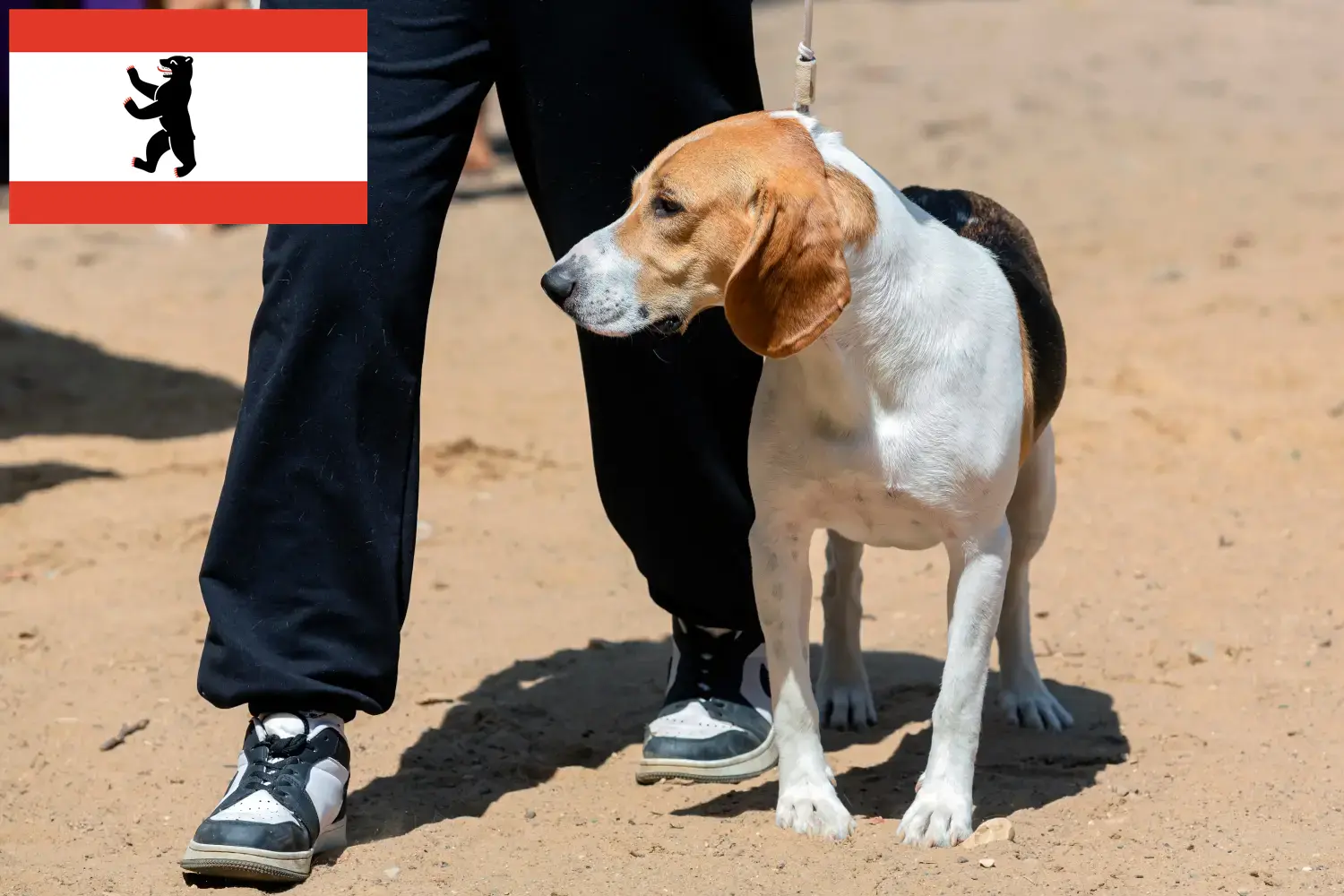 Swiss Netherland Dog Puppies and Breeder Berlin Here you can find Swiss Downhill Dog breeders in Berlin.