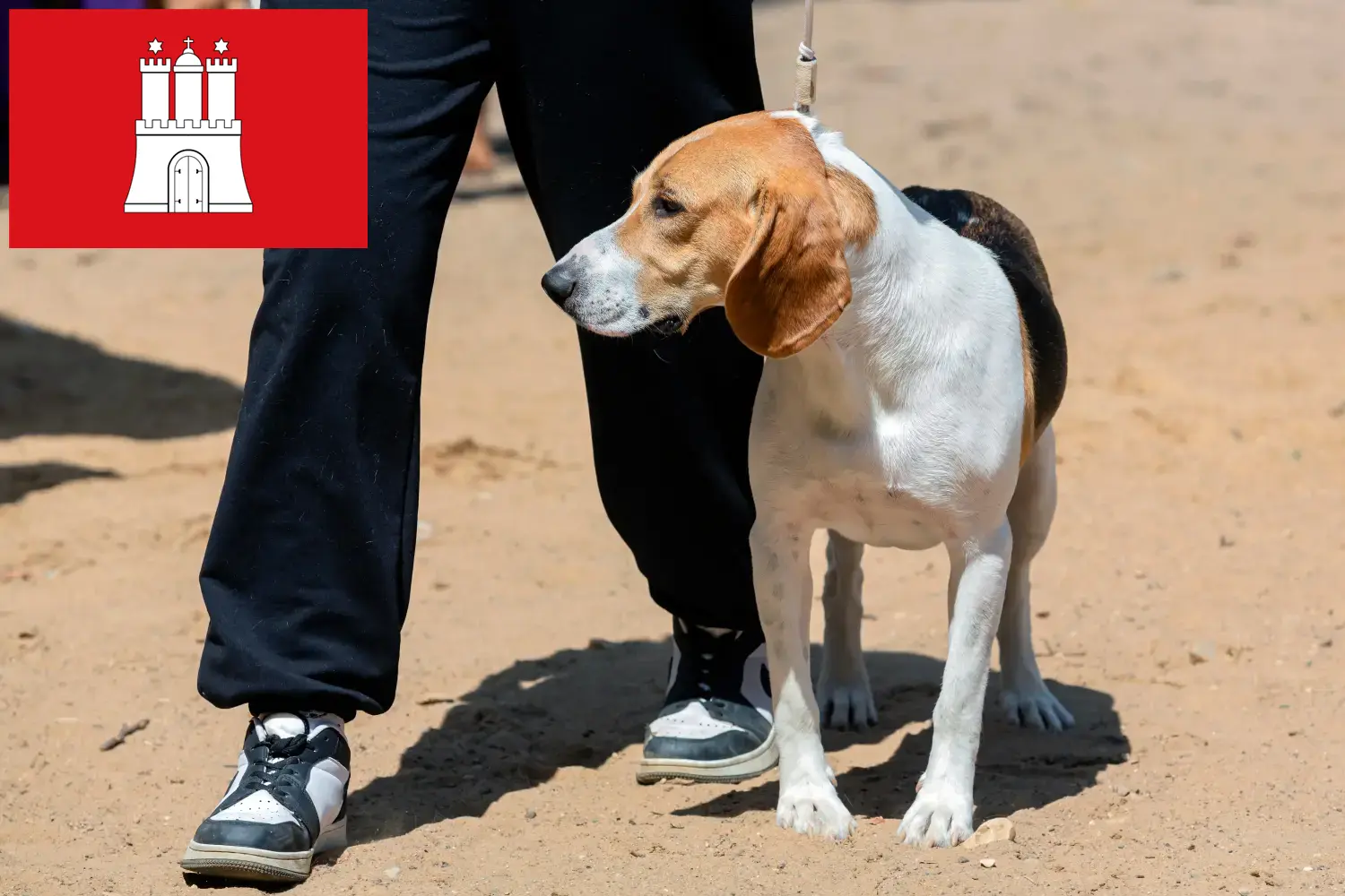 Swiss Netherland Dog Puppies and Breeder Hamburg Here you can find Swiss Downhill Dog breeders in Hamburg.