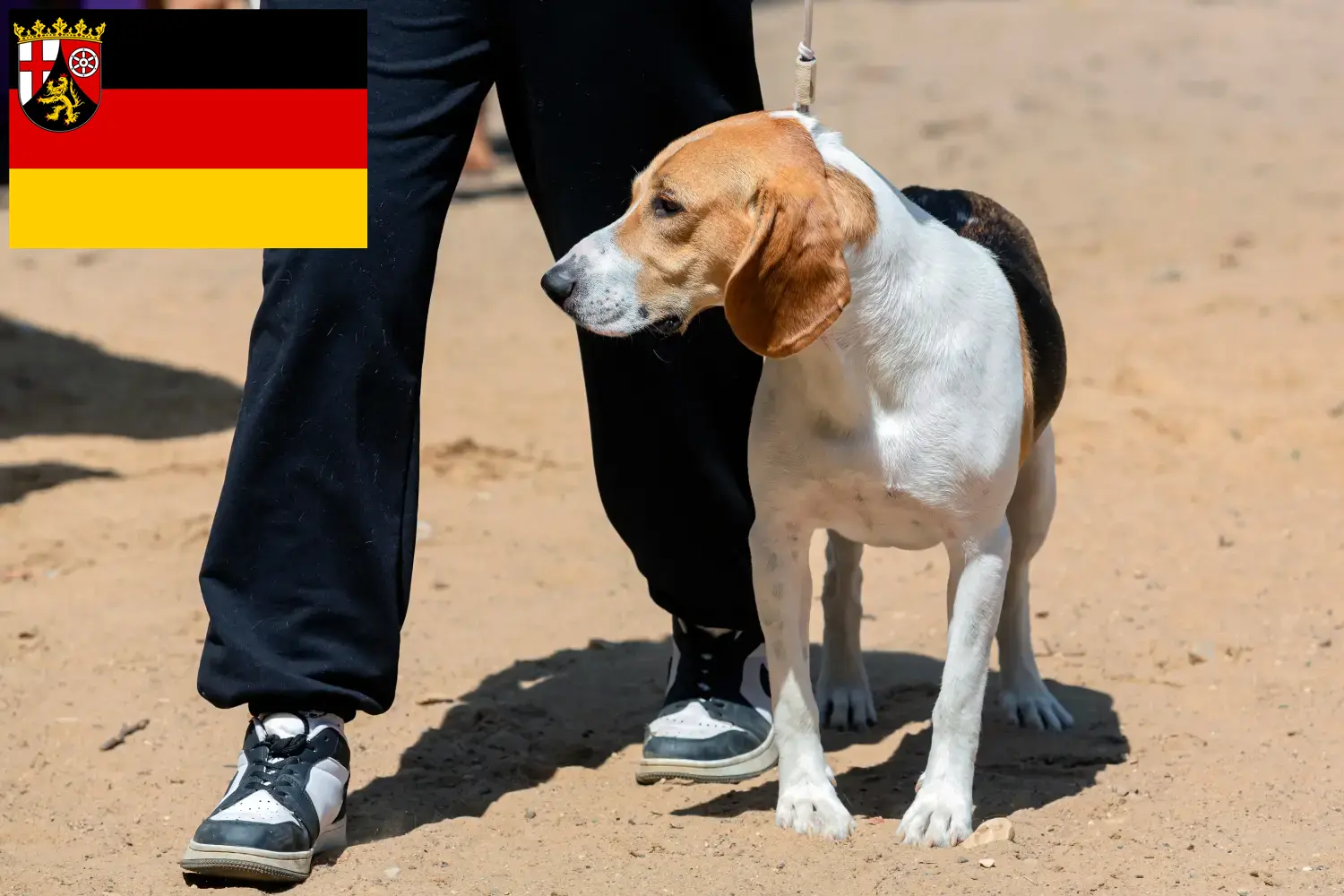 Read more about the article Swiss Downhill Dog Breeder and Puppies in Rhineland-Palatinate