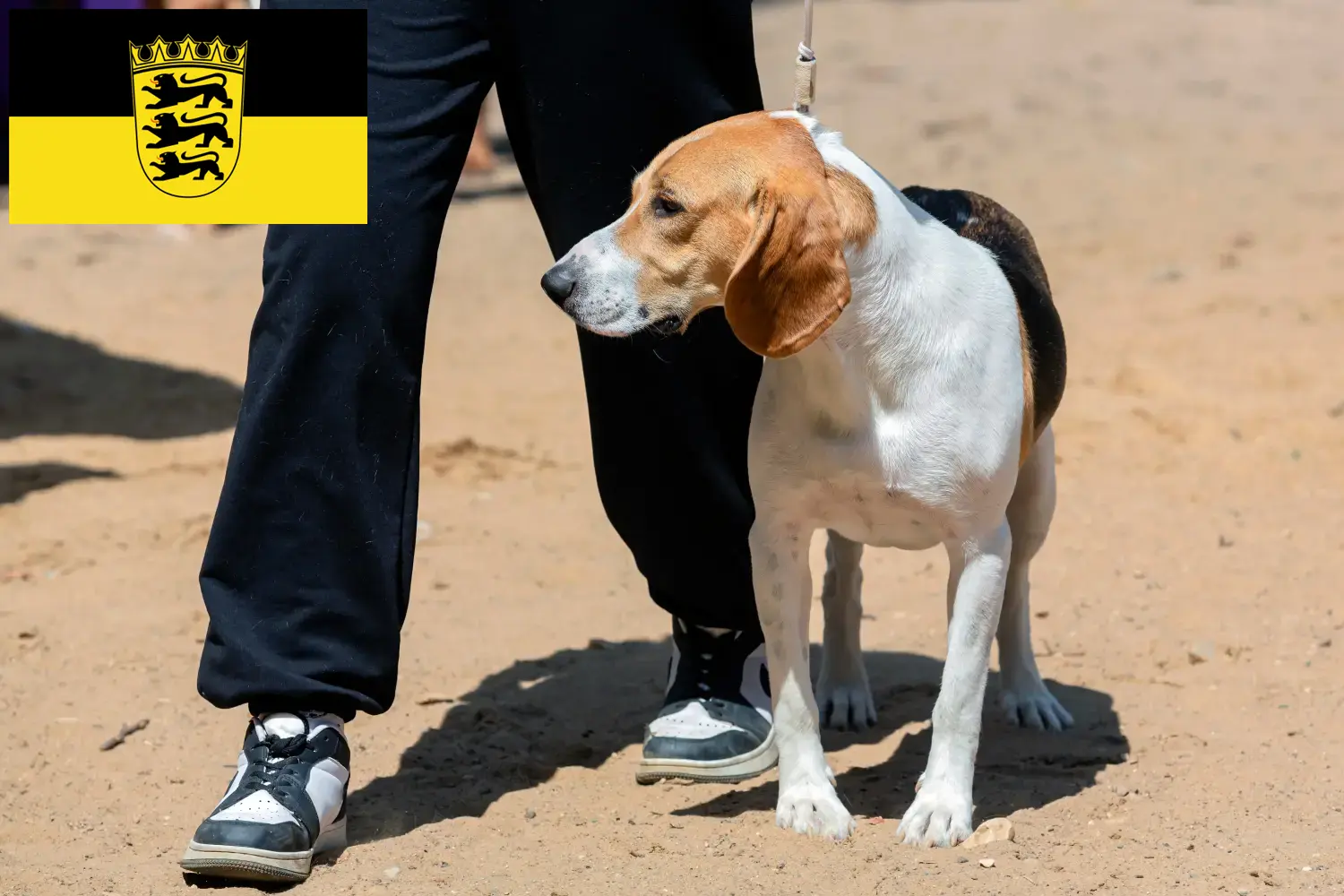 Swiss Netherland Dog puppies and breeders Baden-Württemberg Here you can find Swiss Downhill Dog breeders in Baden-Württemberg.