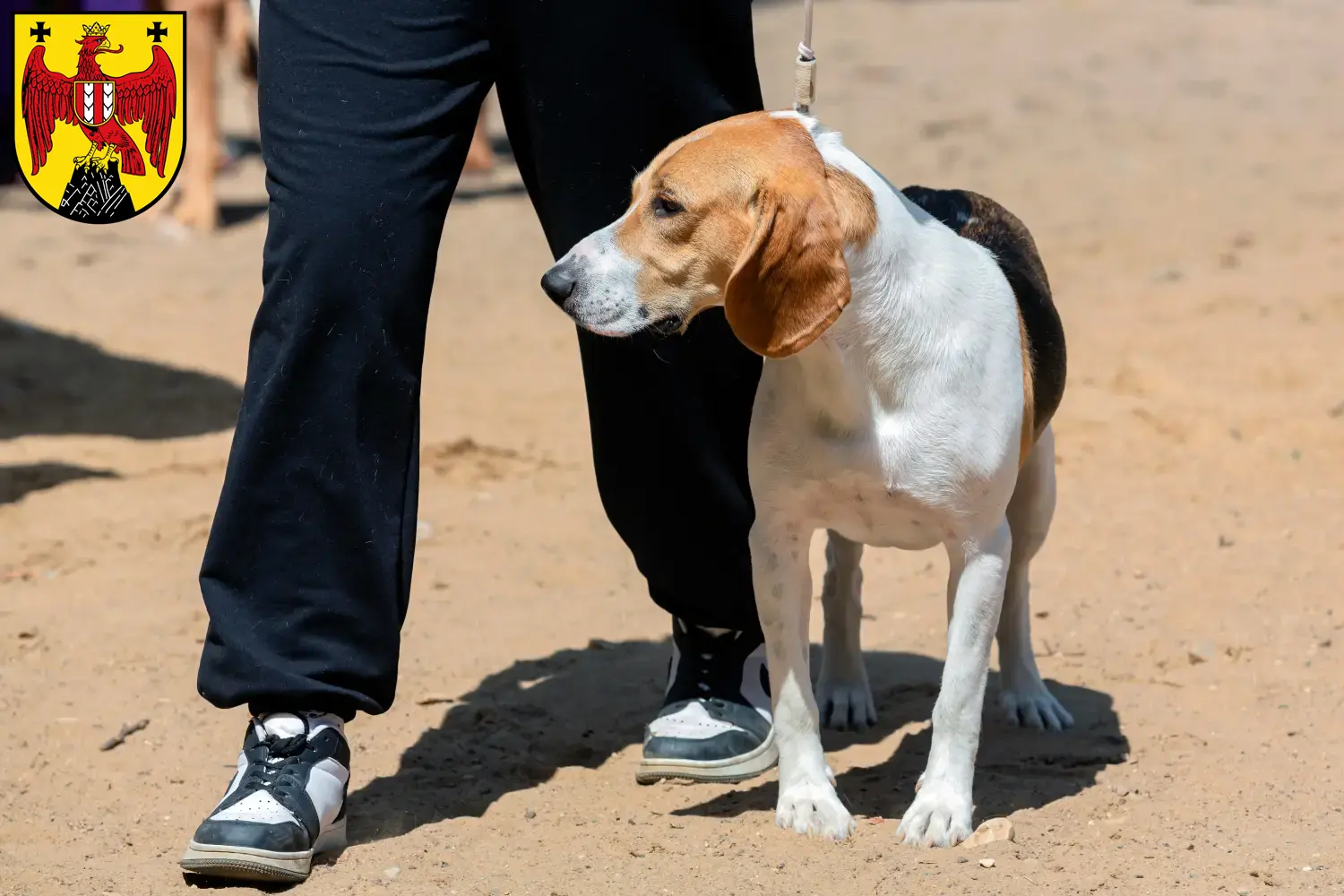 Swiss Netherland Dog puppies and breeders Burgenland Here you can find Swiss Lowland Dog breeders im Burgenland.