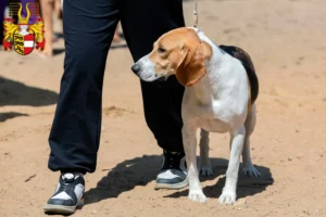 Read more about the article Swiss Lowland Dog Breeder and Puppies in Carinthia
