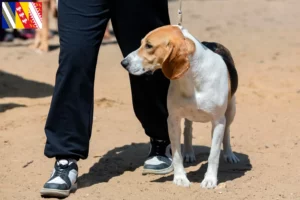 Read more about the article Swiss Lowland Dog Breeder and Puppies in Grand Est