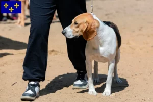 Read more about the article Swiss Lowland Dog Breeder and Puppies in Île-de-France