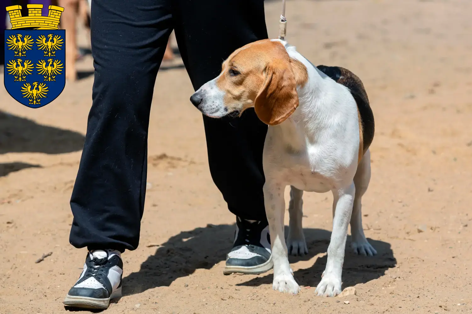 Swiss Lowland Dog Puppies and Breeder Lower Austria Here you can find Swiss Lowland Dog breeders in Lower Austria.