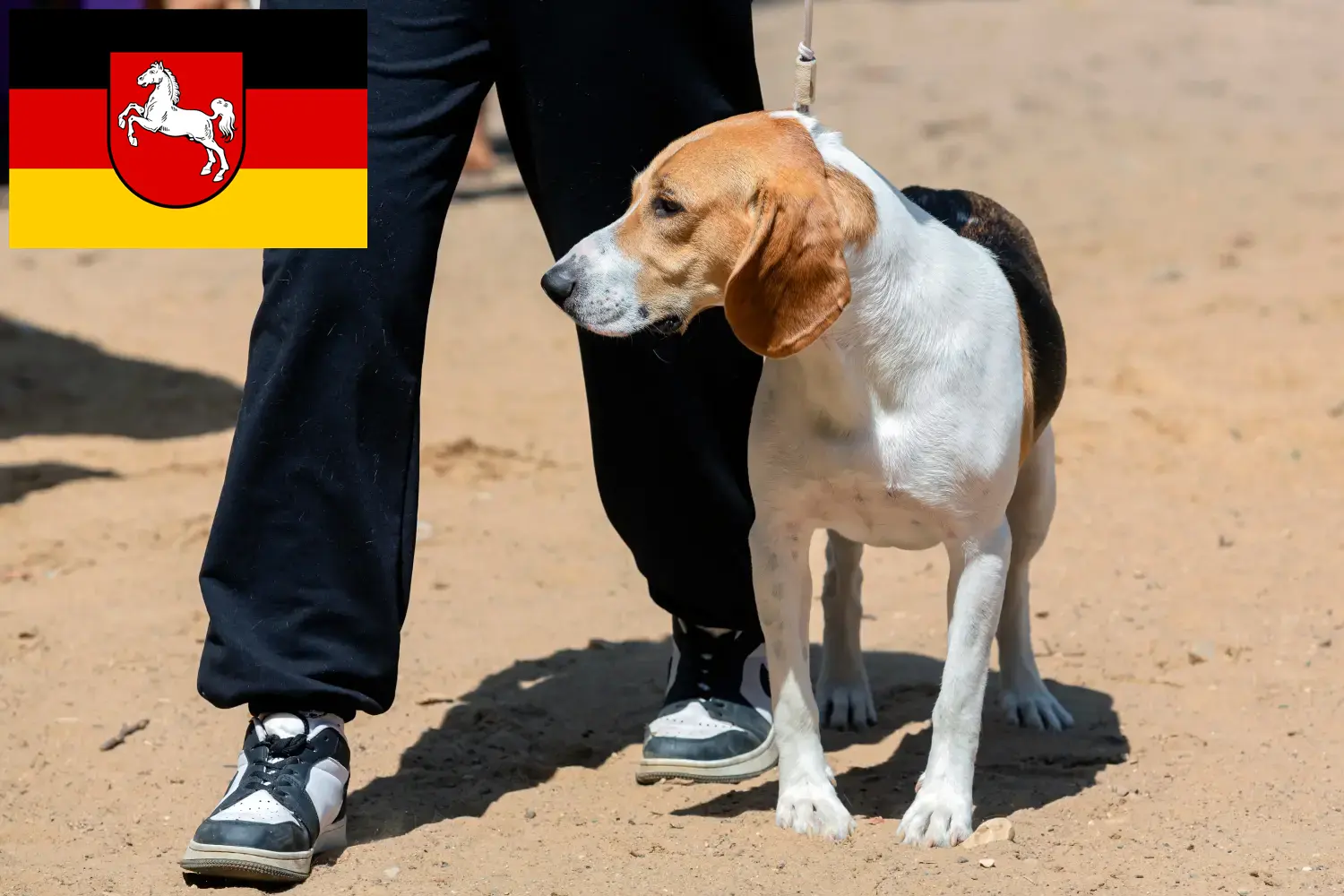 Swiss Netherland Dog Puppies and Breeder Lower Saxony Here you can find Swiss Lowland Dog breeders in Lower Saxony.