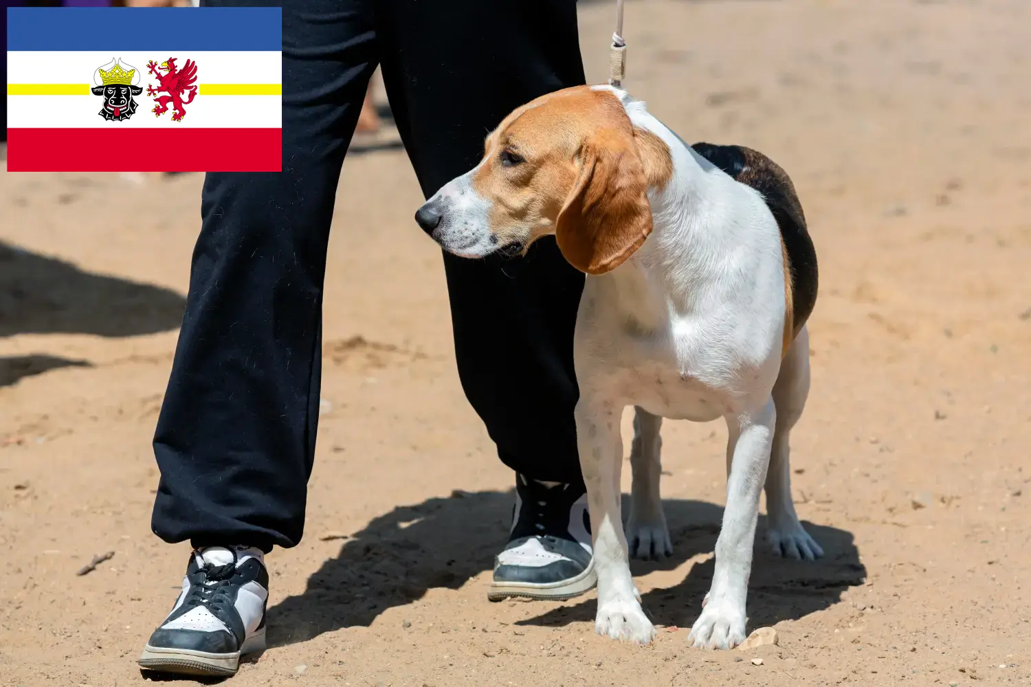 Swiss Netherland Dog Puppies and Breeder Mecklenburg-Vorpommern Here you can find Swiss Downhill Dog breeders in Mecklenburg-Vorpommern.