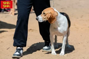 Read more about the article Swiss Lowland Dog Breeder and Puppies in Normandy