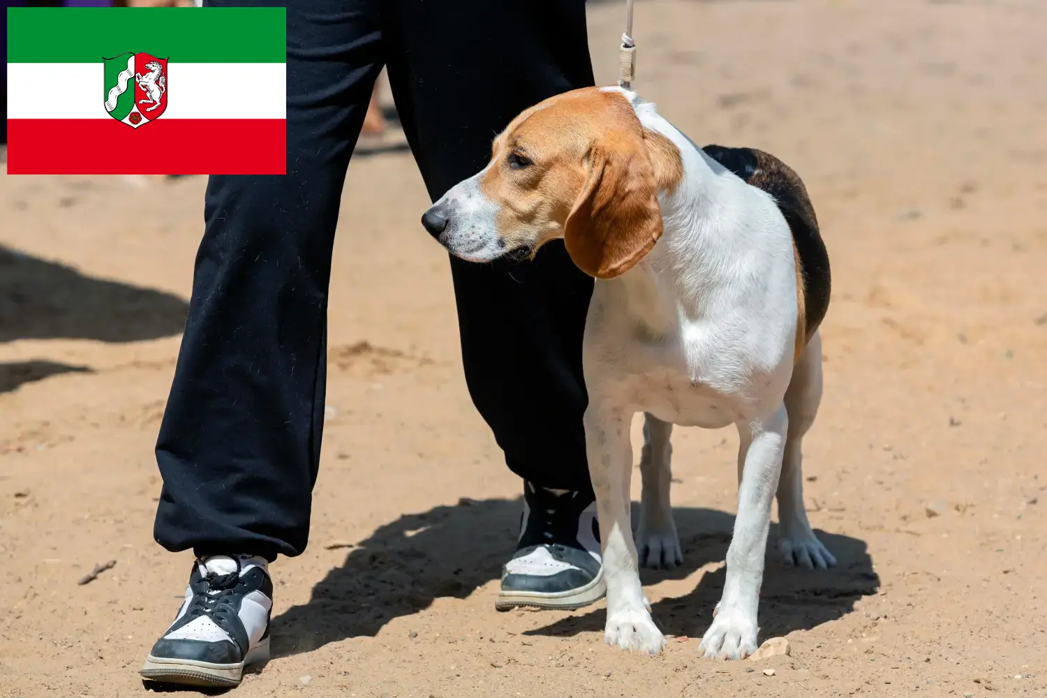 Swiss Netherland Dog puppies and breeders North Rhine-Westphalia Here you can find Swiss Downhill Dog breeders in North Rhine-Westphalia.