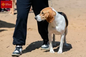 Read more about the article Swiss Lowland Dog Breeder and Puppies in Occitania