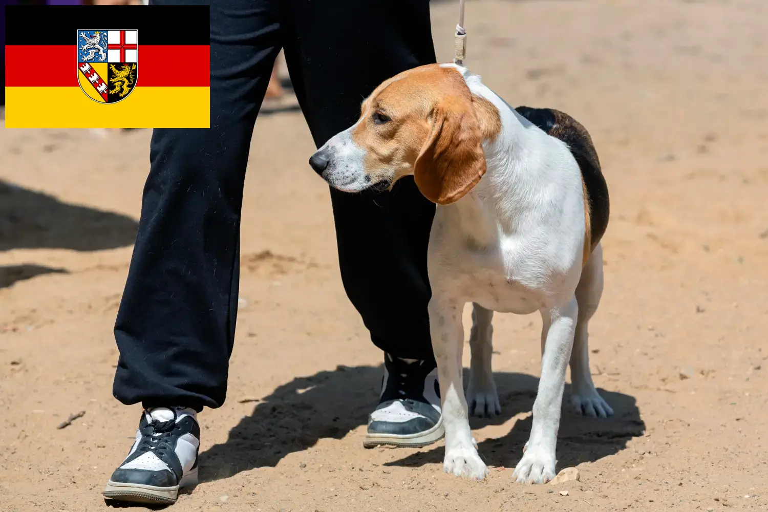 Swiss Netherland Dog Puppies and Breeder Saarland Here you can find Swiss Downhill Dog breeders im Saarland.