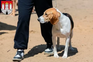 Read more about the article Swiss Lowland Dog Breeder and Puppies in Salzburg