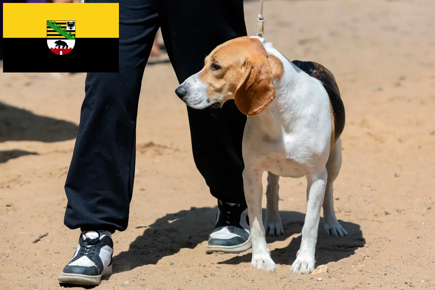 Swiss Netherland Dog Puppies and Breeder Saxony-Anhalt Here you can find Swiss Downhill Dog breeders in Saxony-Anhalt.