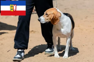 Read more about the article Swiss Downhill Dog Breeder and Puppies in Schleswig-Holstein