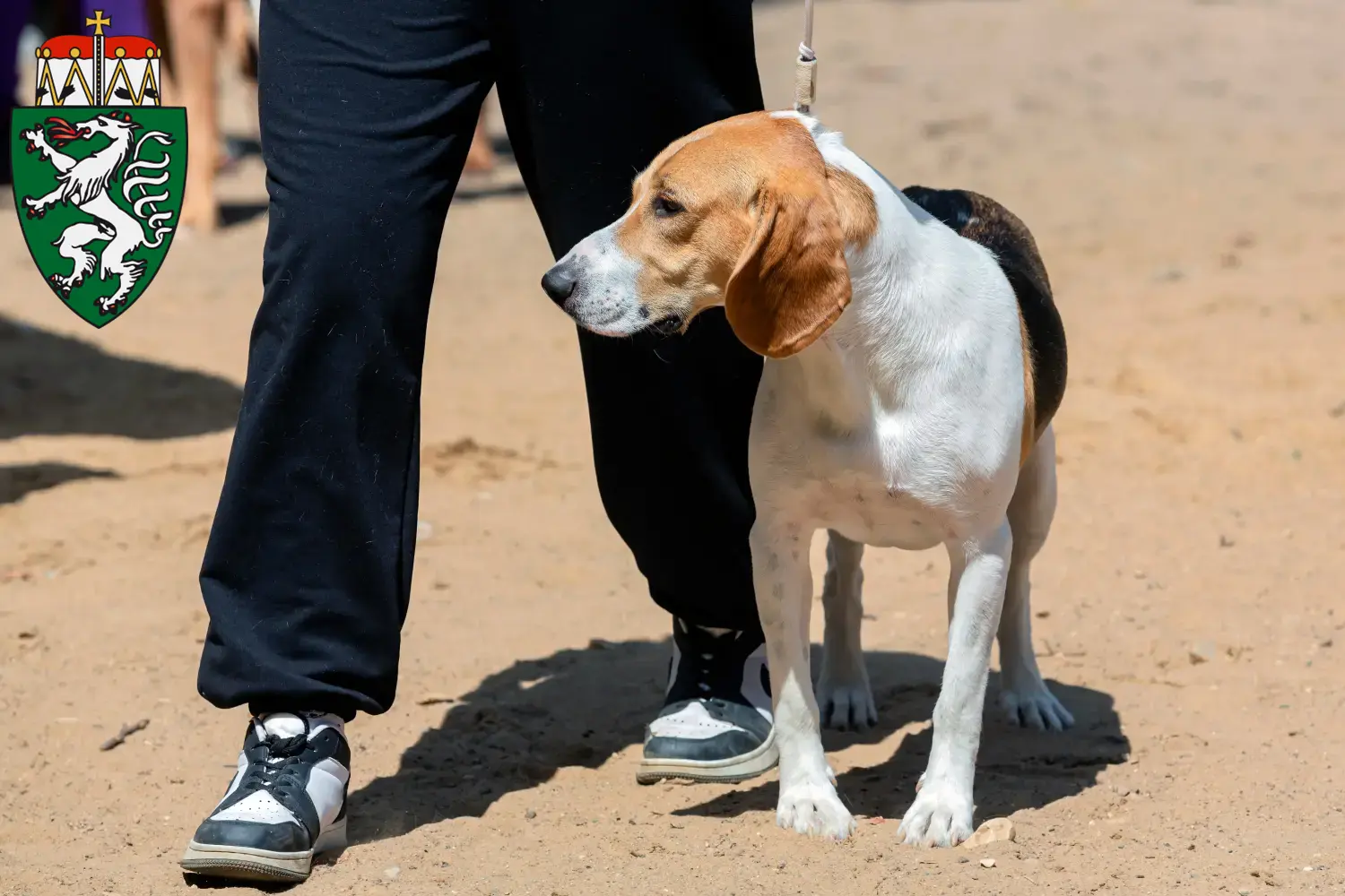 Swiss Netherland Dog Puppies and Breeder Styria Here you can find Swiss Downhill Dog breeders in Styria.