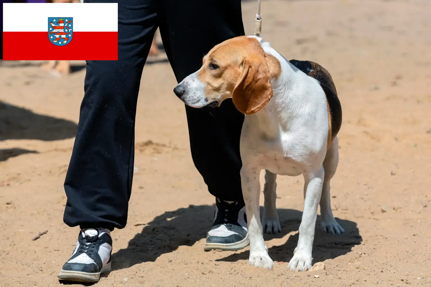 Swiss Netherland Dog puppies and breeders Thuringia Here you can find Swiss Downhill Dog breeders in Thuringia.