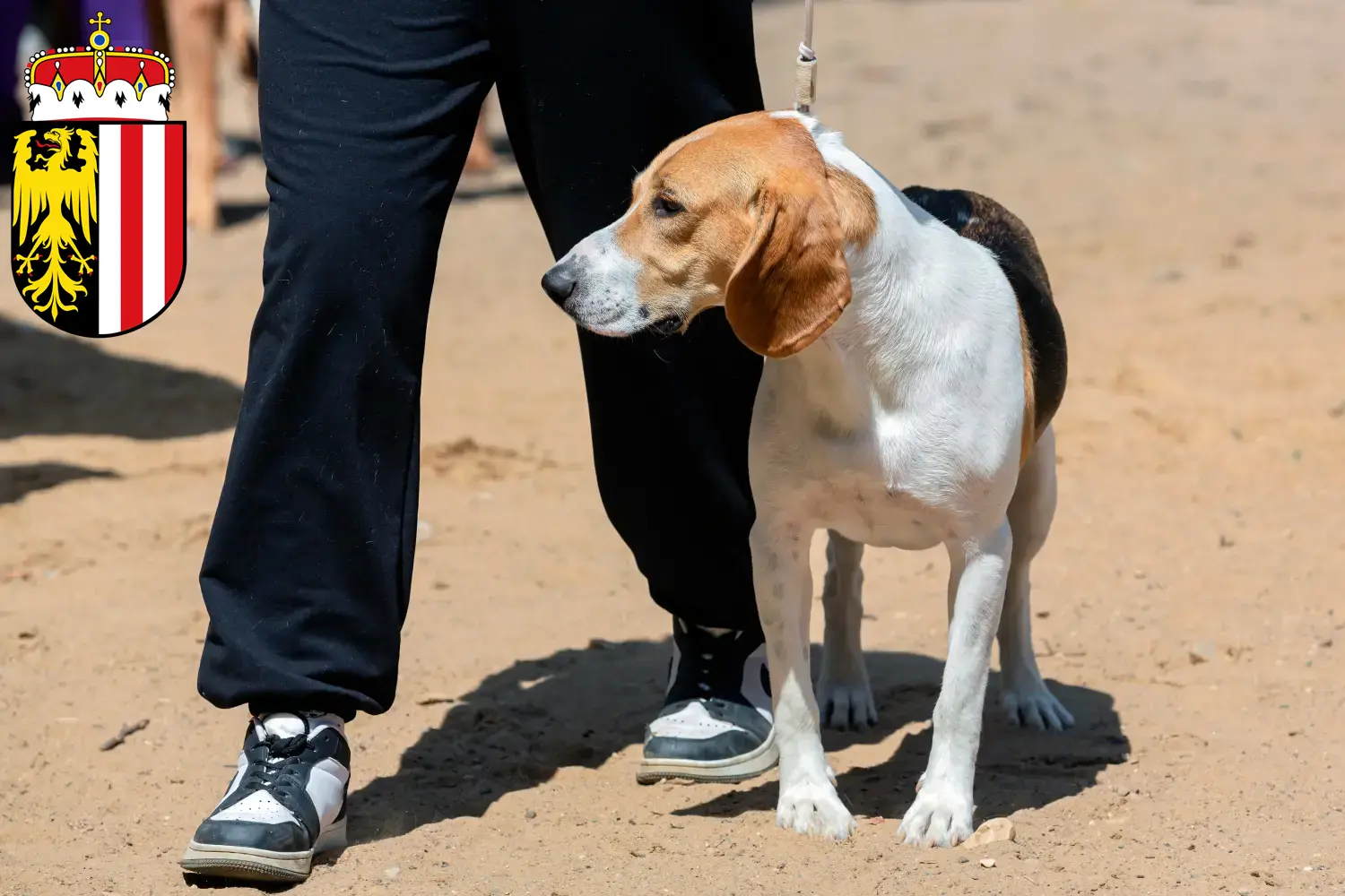 Swiss Lowland Dog Puppies and Breeder Upper Austria Here you can find Swiss Lowland Dog breeders in Upper Austria.