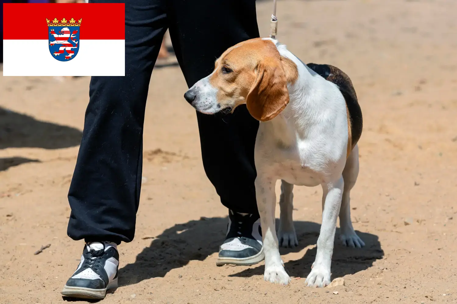 Swiss Netherland Dog Puppies and Breeder Hessen Here you can find Swiss Downhill Dog breeders in Hessen.