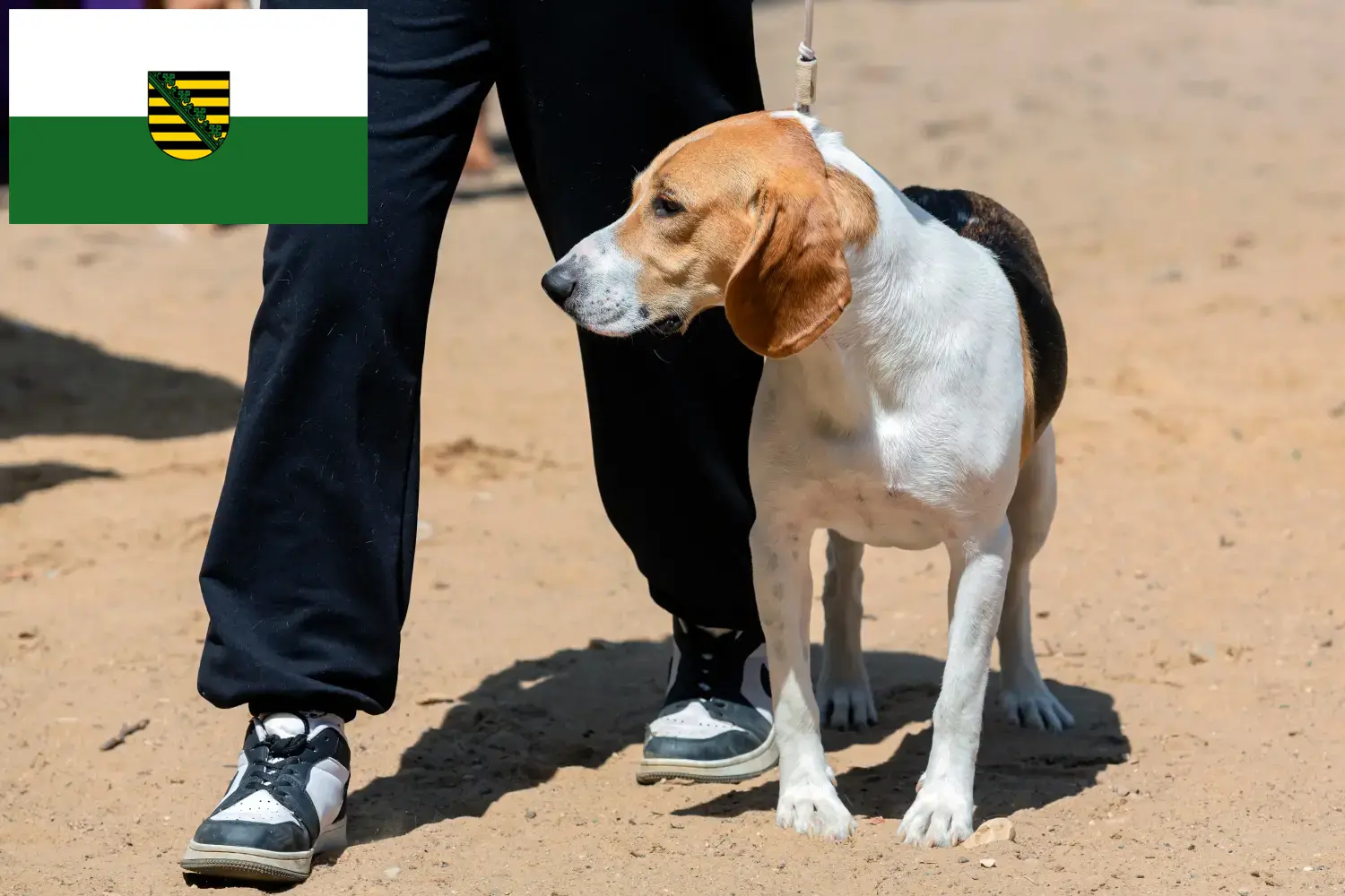 Swiss Netherland Dog Puppies and Breeder Saxony Here you can find Swiss Downhill Dog breeders in Saxony.