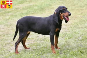 Read more about the article Swiss running dog breeders and puppies in Auvergne-Rhône-Alpes