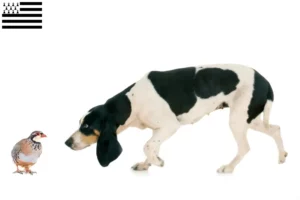 Read more about the article Swiss hound breeders and puppies in Brittany