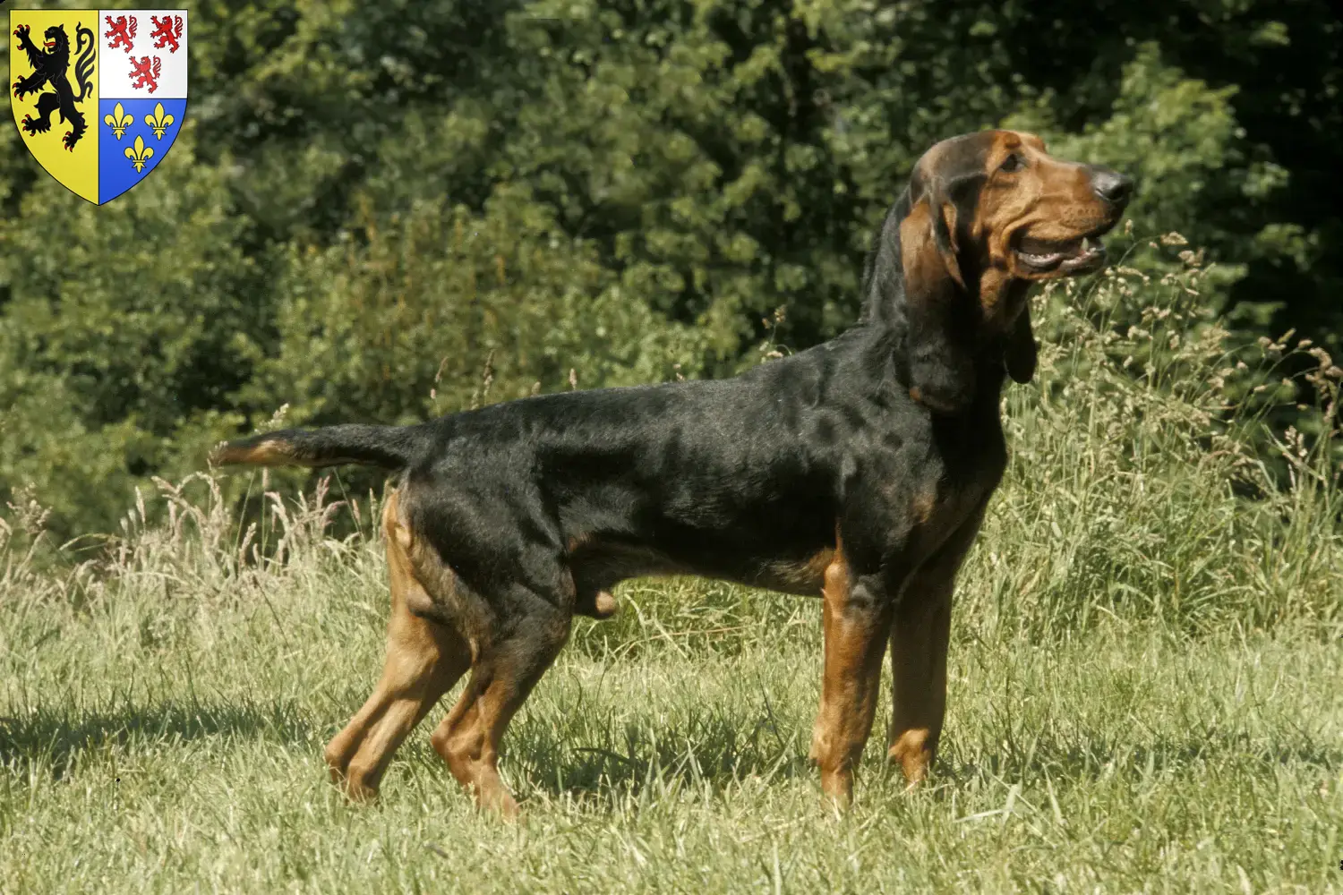 Swiss hound puppies and breeders Hauts-de-France Here you can find Swiss running dog breeders in Hauts-de-France.