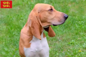 Read more about the article Swiss running dog breeders and puppies in Normandy