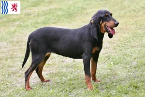 Read more about the article Swiss running dog breeders and puppies in Nouvelle-Aquitaine