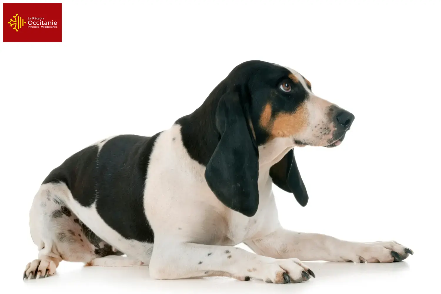 Swiss hound puppies and breeders Occitania Here you will find Swiss running dog breeders in Occitania.