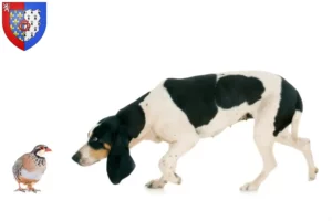 Read more about the article Swiss hound breeders and puppies in Pays de la Loire