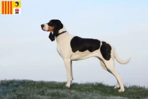 Read more about the article Swiss running dog breeders and puppies in Provence-Alpes-Côte d’Azur