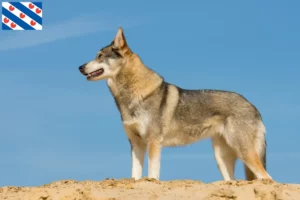 Read more about the article Tamaskan breeders and puppies in Friesland