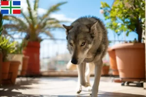 Read more about the article Tamaskan breeders and puppies in Groningen