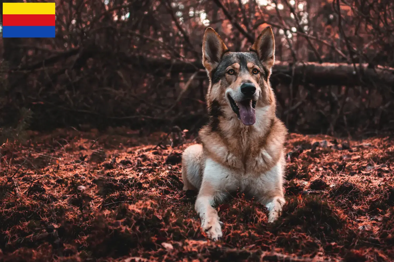 Read more about the article Tamaskan breeders and puppies in North Holland