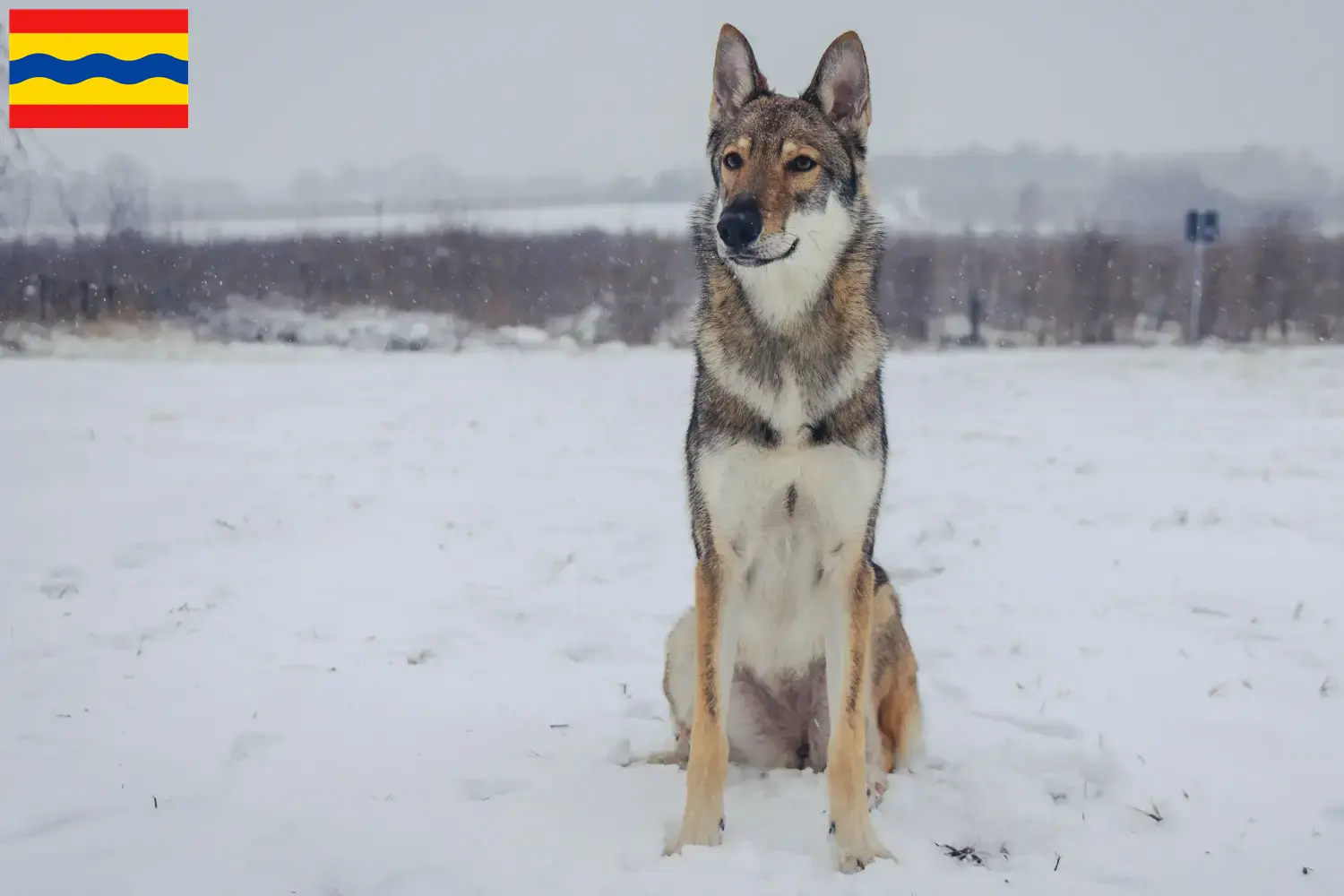 Read more about the article Tamaskan breeders and puppies in Overijssel