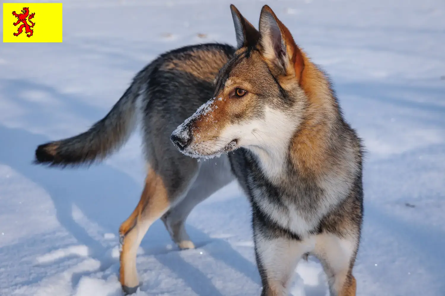 Read more about the article Tamaskan breeders and puppies in South Holland