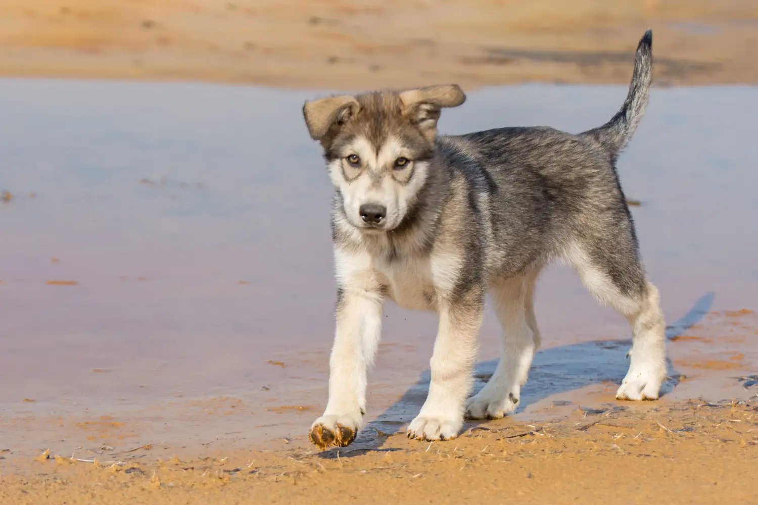 Buying a Tamaskan puppy means taking responsibility! Buy Tamaskan puppies.