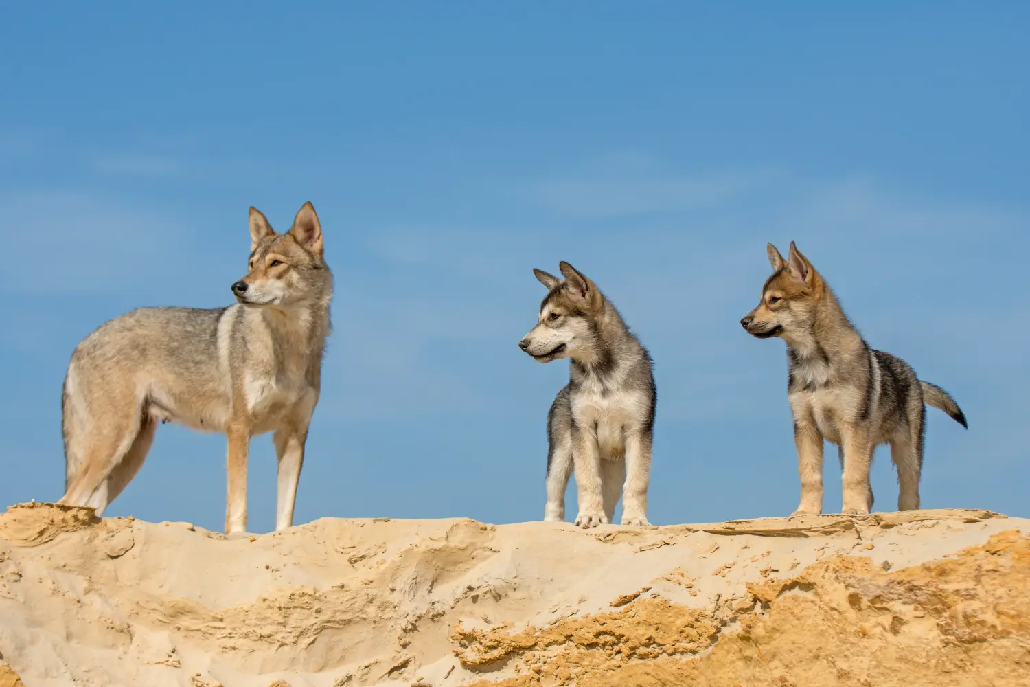 Buying a Tamaskan puppy means taking responsibility! Buy Tamaskan puppies.