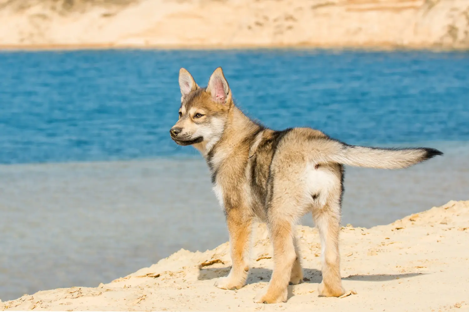 Buying a Tamaskan puppy means taking responsibility! Buy Tamaskan puppies.